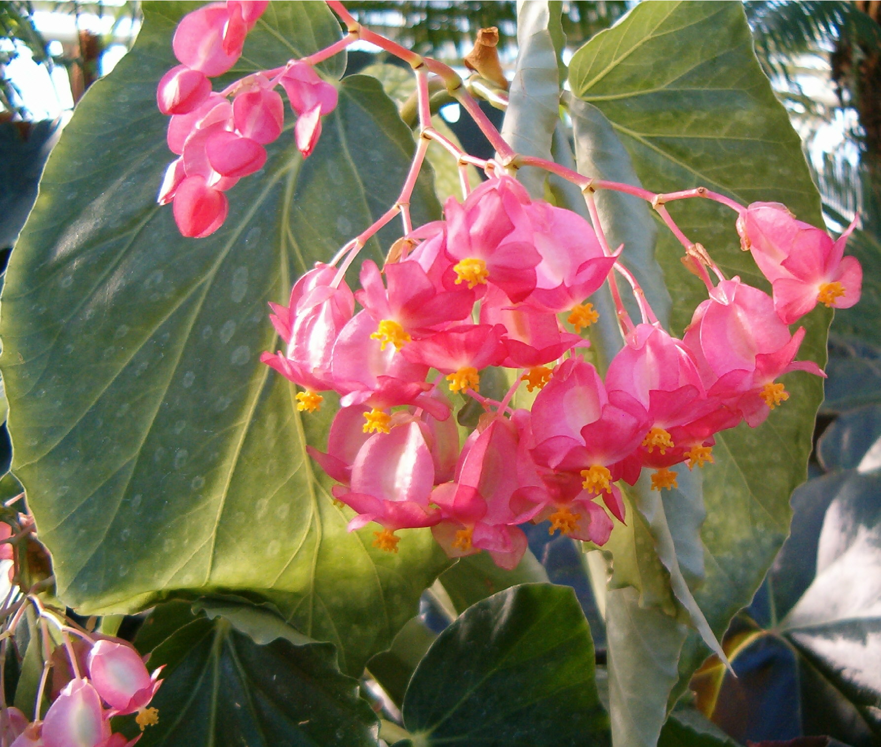 Coral Begonia 